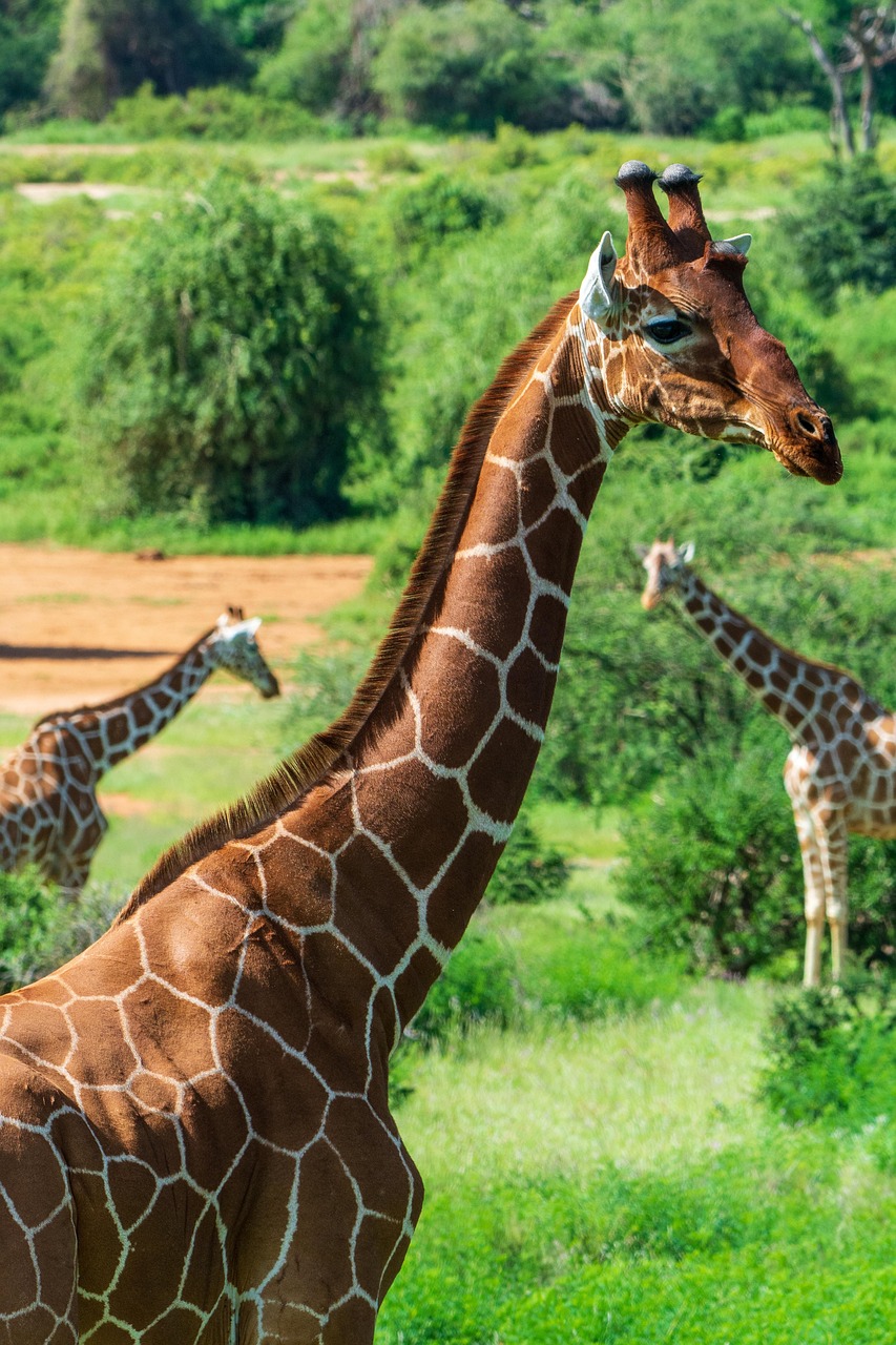 Samburu