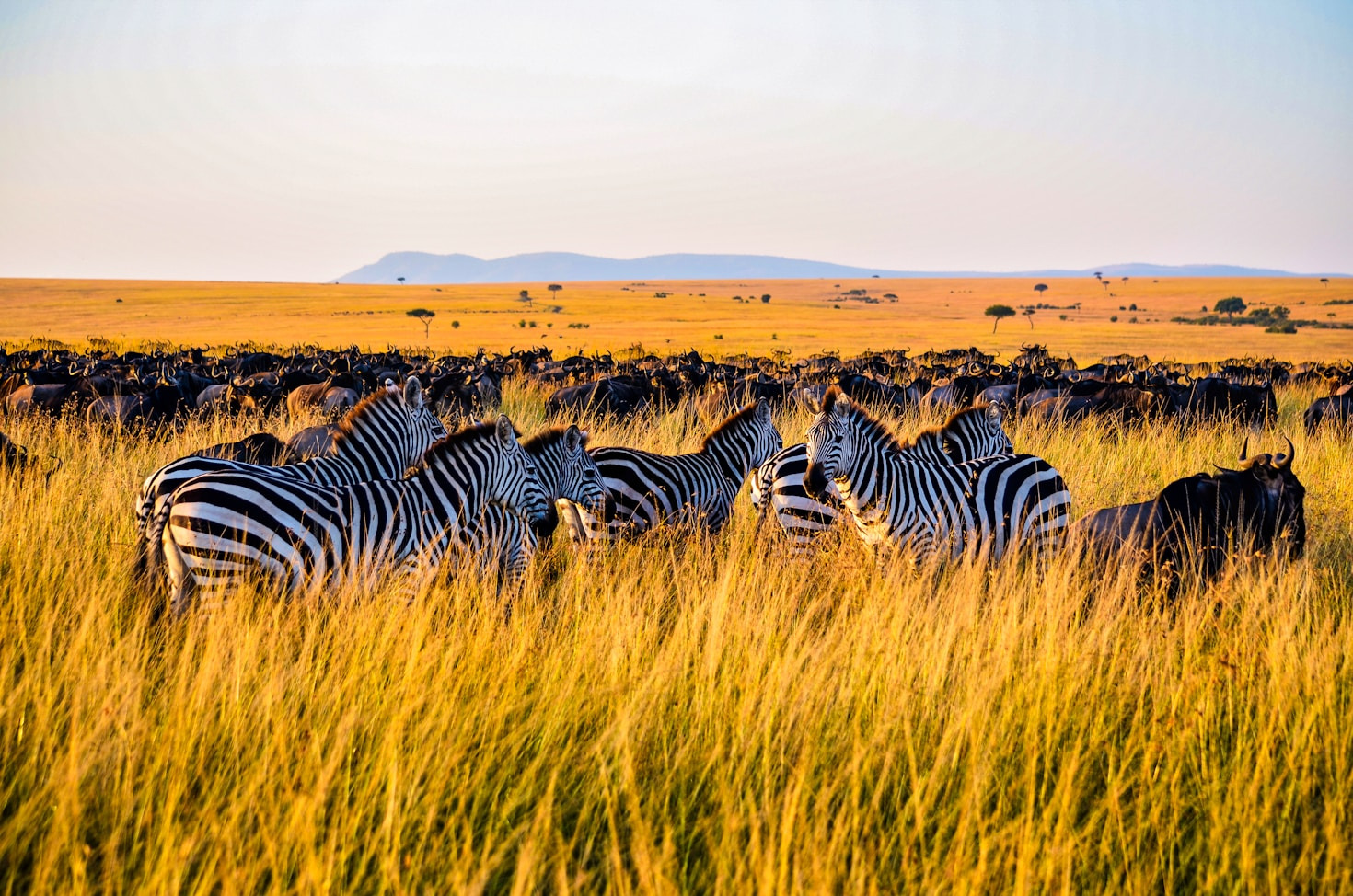 Descubre los parques nacionales más impresionantes de Kenia
